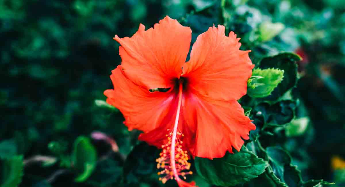 తెల్ల వెంట్రుకలు, జుట్టు రాలడం వంటి సమస్యతో బాధపడుతున్నారా… ఈ చిట్కాలు మీకోసమే?