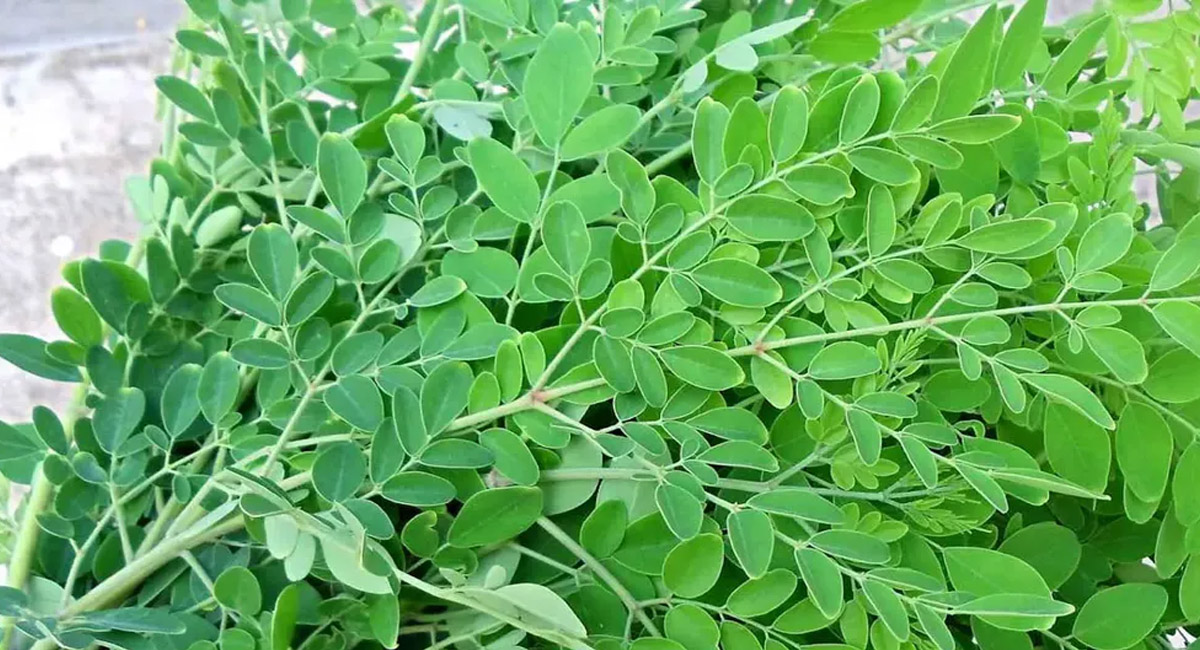 ఈ ఆకుల్లో షుగర్ వ్యాధిని నియంత్రించే అద్భుత ఔషధం…. తెలిస్తే ఆశ్చర్య పోవాల్సిందే!