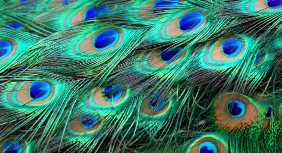 నెమలి పించం ఇంట్లో పెట్టుకోవడం వల్ల కలిగే ఫలితాలు ఏంటో తెలుసా?