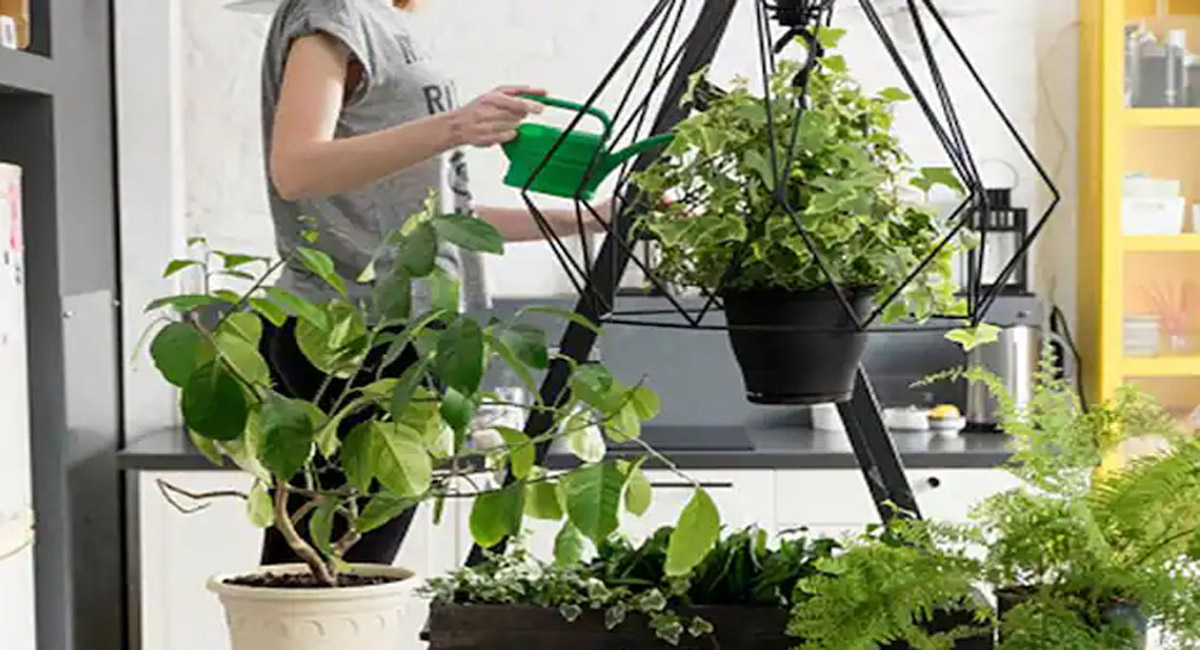 వాస్తు శాస్త్రం ప్రకారం ఇంటి ఆవరణంలో ఈ చెట్టు ఉంటే చాలు… ఇక డబ్బే డబ్బు!