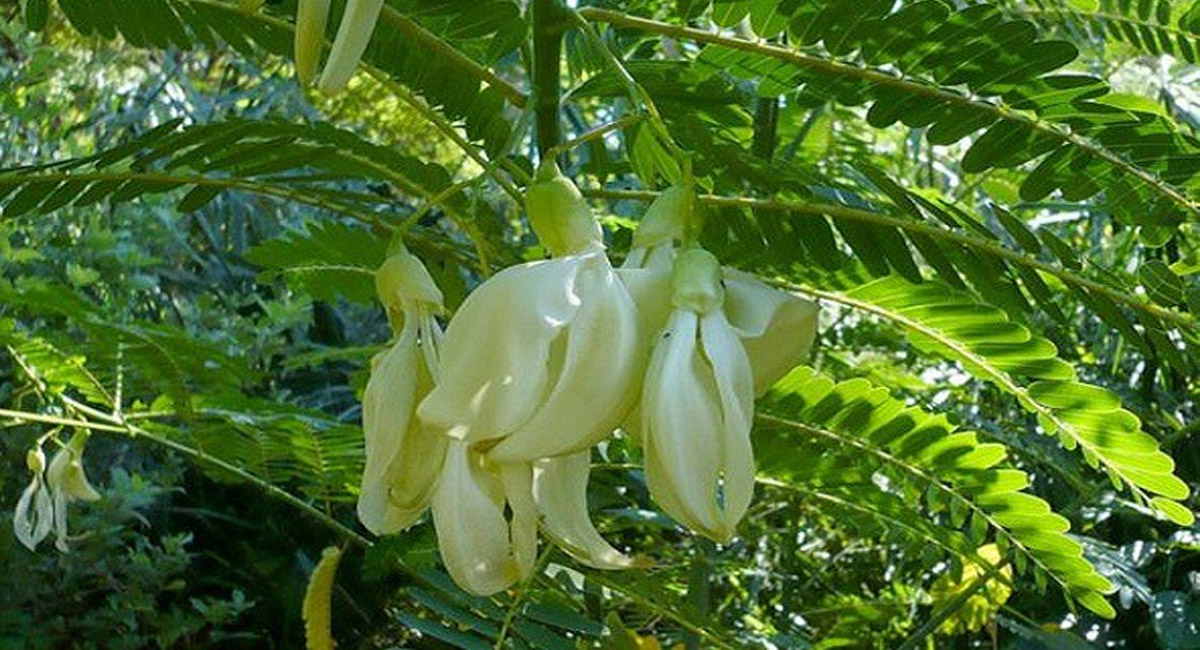 రేచీకటి సమస్యతో బాధపడే వారికి ఈ మొక్క ఆకులు దివ్య ఔషధంలా పనిచేస్తాయనీ తెలుసా?