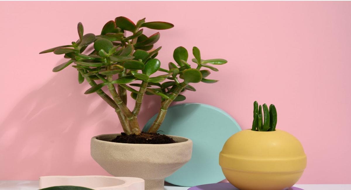 వాస్తు ప్రకారం ఈ మొక్క ఇంట్లో ఉంటే చాలు.. ఇక మీ ఇంటికి డబ్బు ధన ప్రవాహమే!