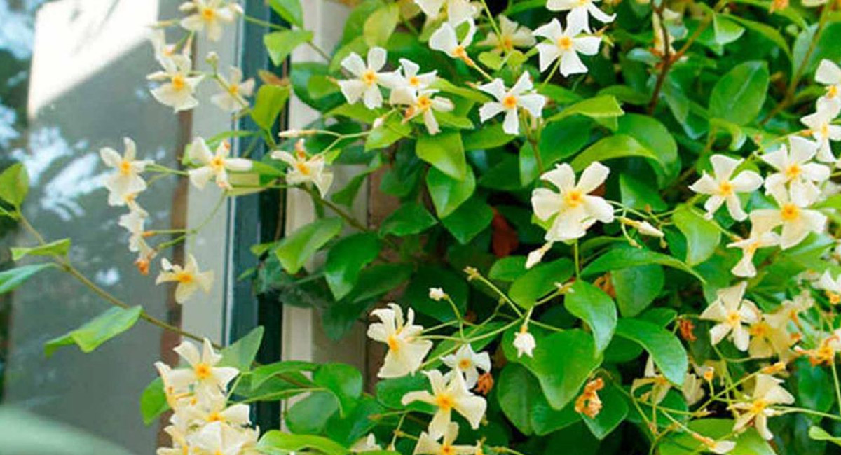 పారిజాత పుష్పాలను ఇంటి ఆవరణంలో నాటుతున్నారా… ఏ దిశలో నాటాలో తెలుసా?