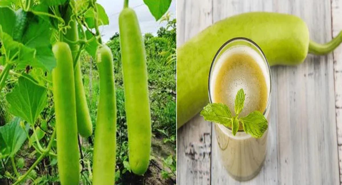 సొరకాయ జ్యూస్ ను ఈ విధంగా తాగుతున్నారా? ఇవి తెలుసుకోవాల్సిందే!