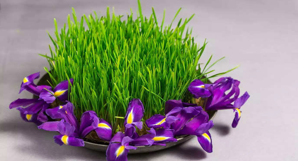 మీరు సంపూర్ణ ఆరోగ్యాన్ని పొందాలంటే? ప్రతిరోజు ఈ గడ్డి జ్యూస్ తాగాల్సిందే!!