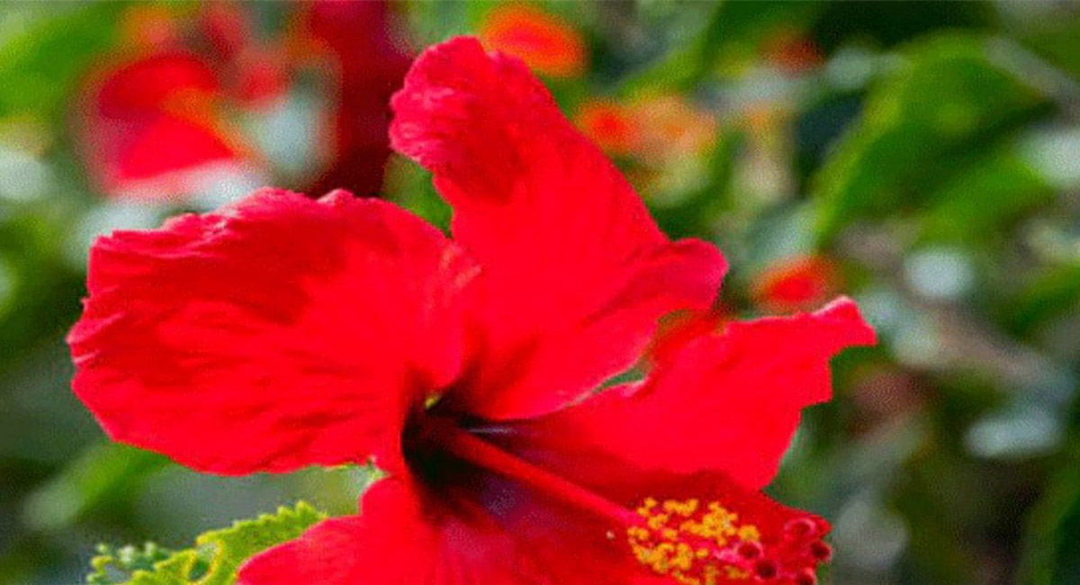 ఆర్థిక సమస్యలను దూరం చేసే ఈ పూల మొక్కను ఇంట్లో పెంచండి..?