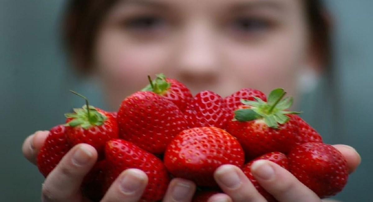 స్ట్రాబెర్రీలను చలికాలంలో ఎక్కువగా తినాలని చెబుతారు… ఎందుకో తెలుసా?
