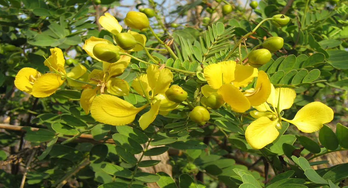 తంగేడు పూలల్లో ఉన్న ఔషధ గుణాలు తెలిస్తే ఆశ్చర్య పోవాల్సిందే?