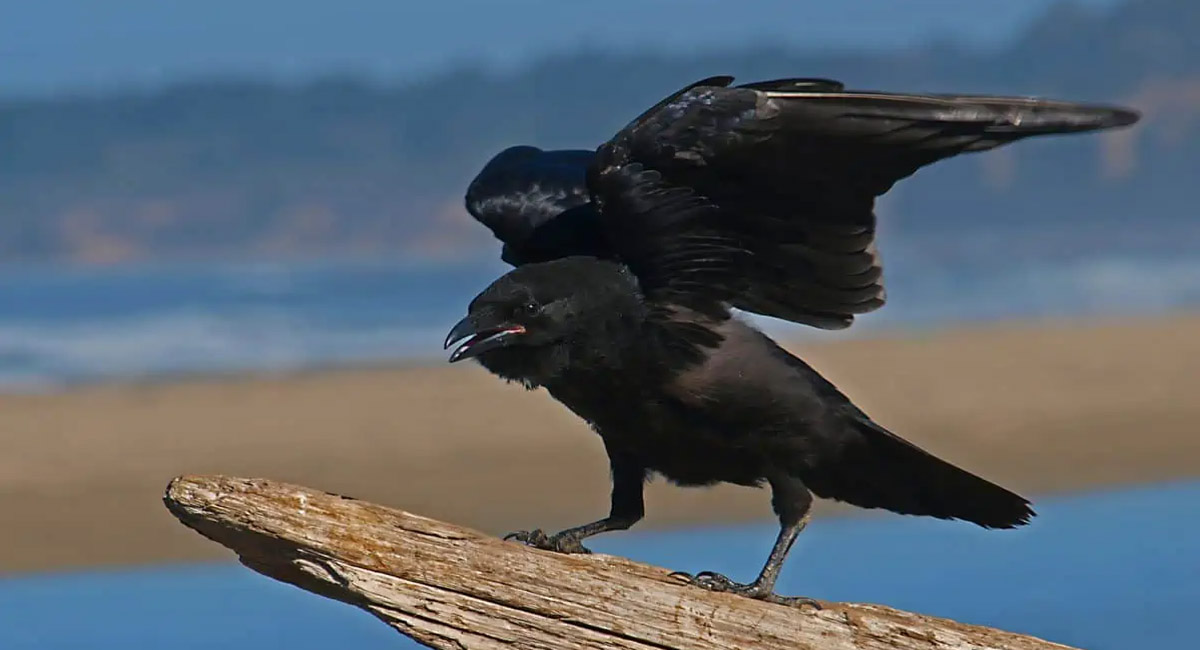 పని నిమిత్తం బయటకు వెళ్లేటప్పుడు కాకి పదేపదే అరుస్తూ ఉందా… దాని సంకేతం ఇదే?