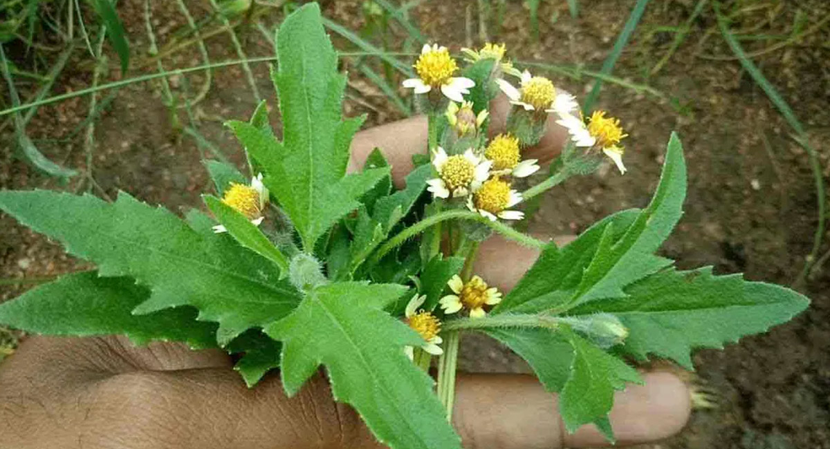 గడ్డి చామంతి మొక్కల్లో ఉండే ఔషధ గుణాలు తెలిస్తే ఆశ్చర్య పోవాల్సిందే?