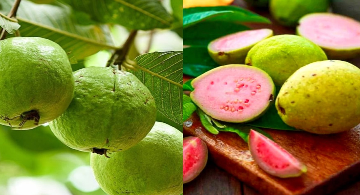 మన సంపూర్ణ ఆరోగ్యానికి తెలుపు రంగు జామ మంచిదా… ఎరుపు రంగు జామ మంచిదా?