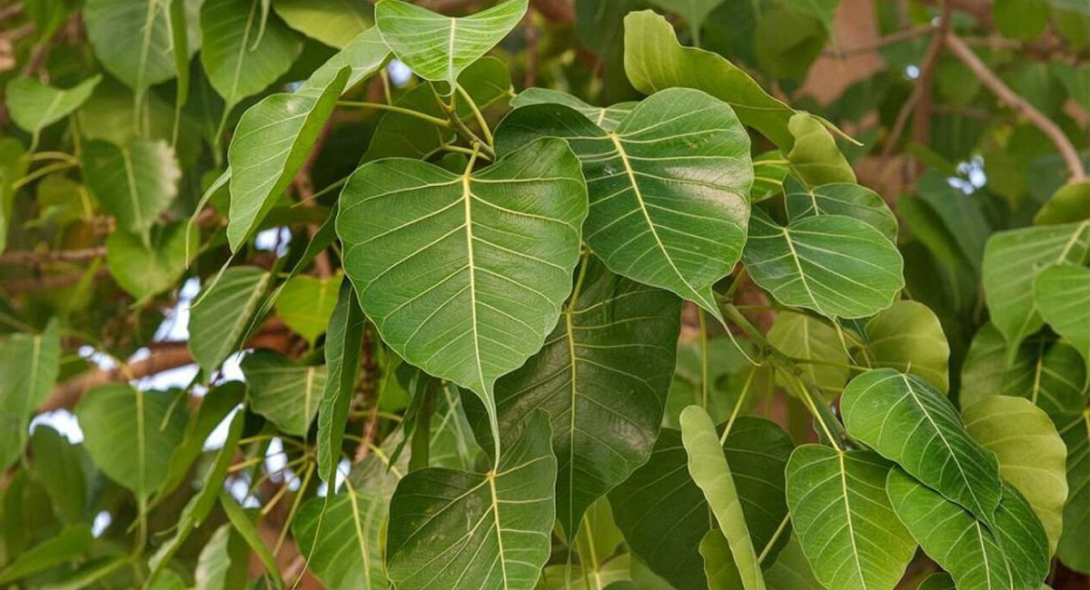 రావి చెట్టు చుట్టూ ప్రదక్షిణాలు చేసే సమయంలో తప్పనిసరిగా పాటించాల్సిన నియమాలివే?