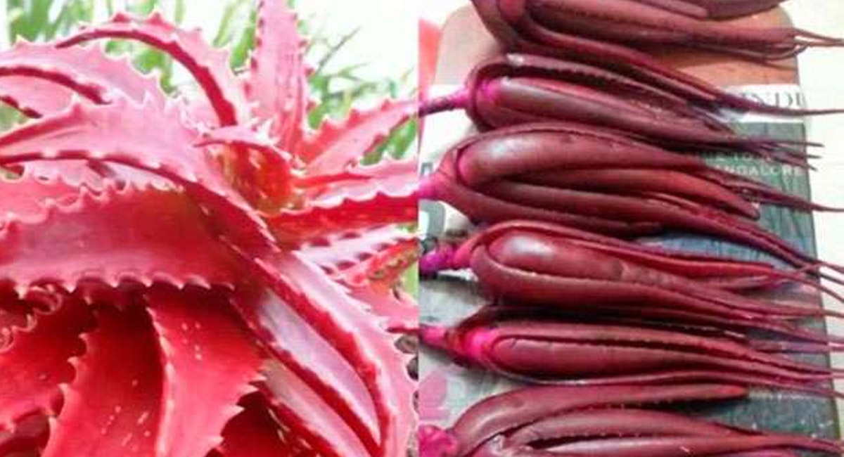 ఎర్ర కలబంద గుజ్జుతో కలిగే ఆరోగ్య ప్రయోజనాలు తెలిస్తే షాక్ అవ్వాల్సిందే?