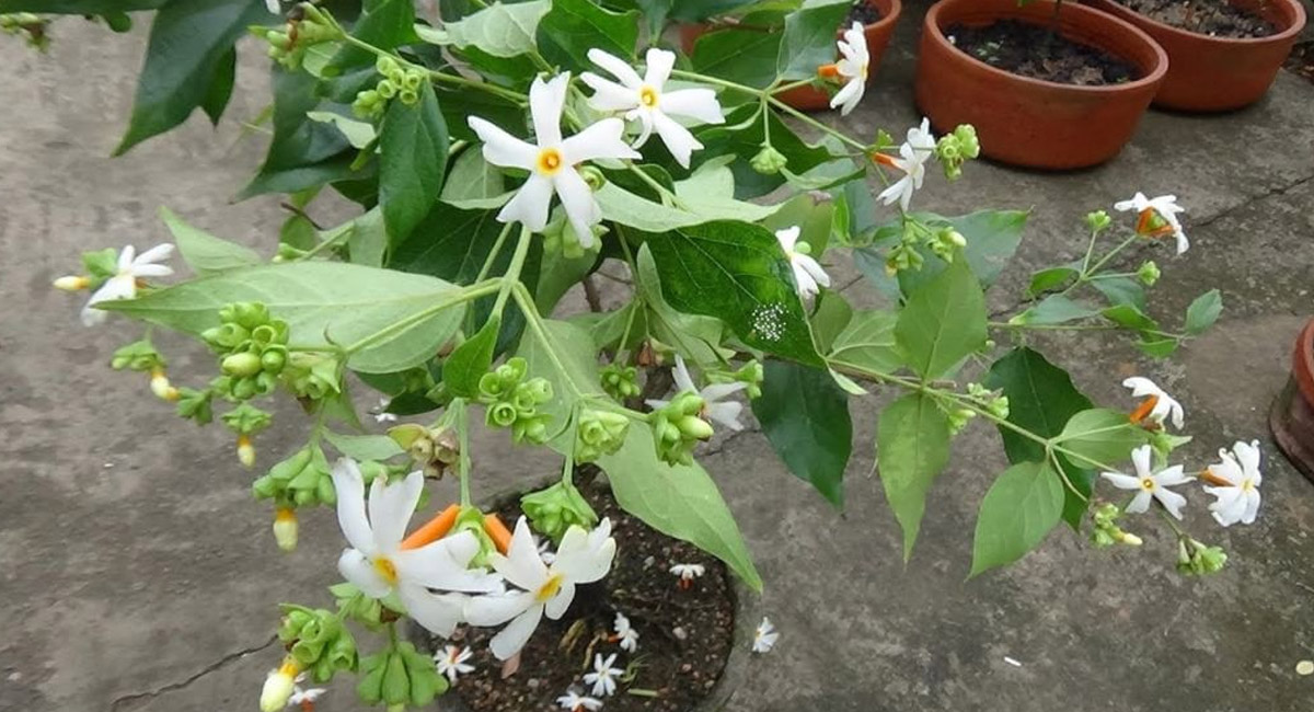 వాస్తు దోషాలు తొలగిపోవాలంటే పారిజాత వృక్షాన్ని ఈ దిశలో నాటాల్సిందే!