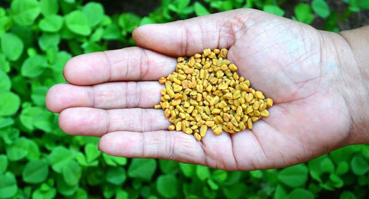 గుప్పెడు మొలకెత్తిన సెనగ గింజలతో బోలెడన్ని ఆరోగ్య ప్రయోజనాలు తెలిస్తే ఆశ్చర్య పోవాల్సిందే!