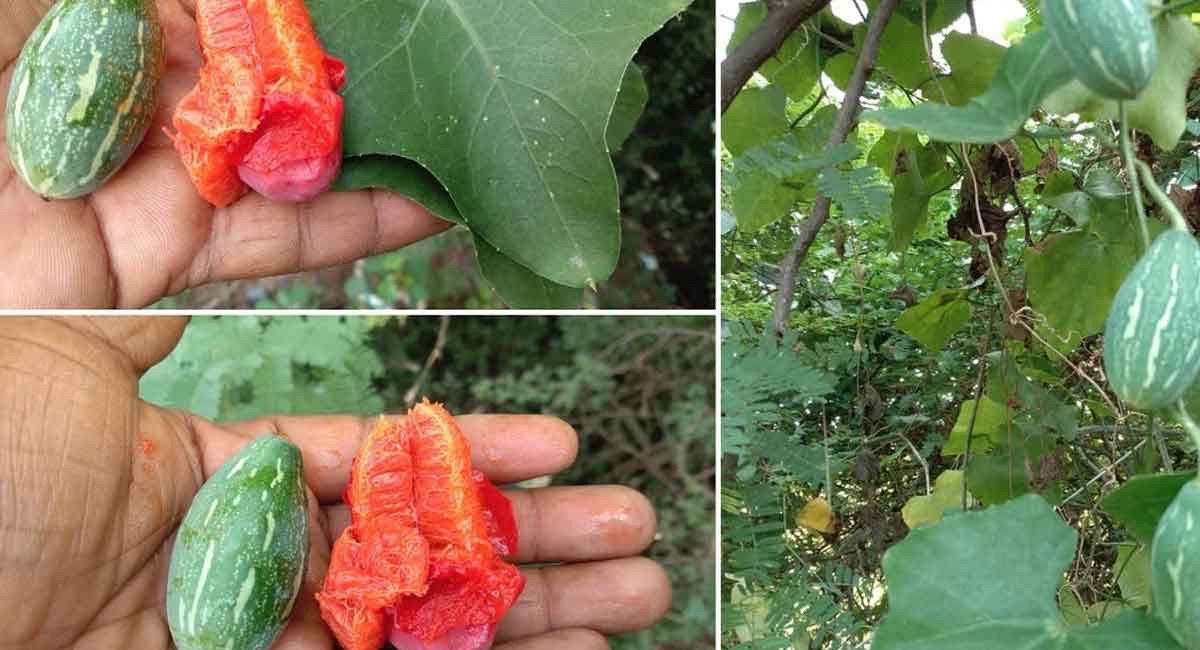 పల్లెల్లో ఎక్కువగా కనిపించి ఈ మొక్క ఆకులతో సంపూర్ణ ఆరోగ్య ప్రయోజనాలు మీ సొంతం!