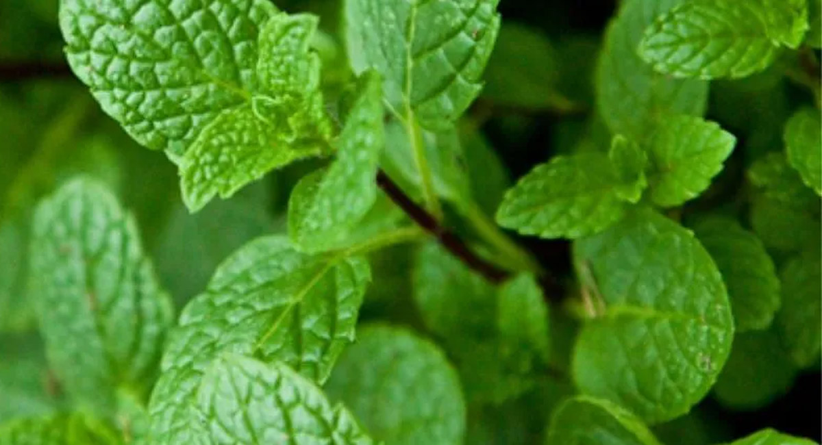 చలికాలంలో వచ్చే చర్మ అలర్జీలకు, ఇన్ఫెక్షన్  సమస్యలకు చక్కటి పరిష్కార మార్గం ఇదే?