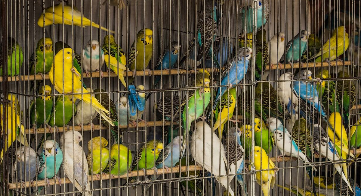 పక్షులను పంజరంలో బంధించి పెంచుతున్నారా… ఈ ఇబ్బందులు తప్పవు?