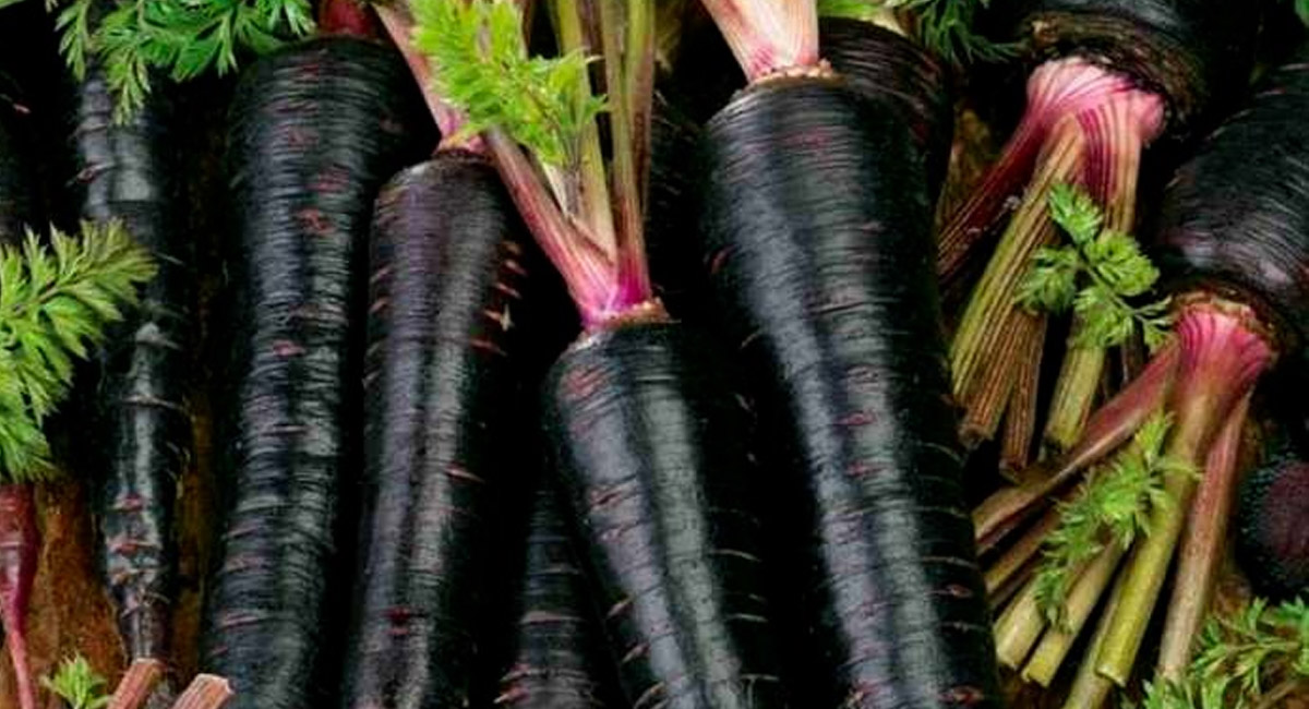 గుండె ఆరోగ్యాన్ని రక్షించే బ్లాక్ క్యారెట్… ఇందులోని పోషక విలువల గురించి తెలిస్తే ఆశ్చర్య పోవాల్సిందే!