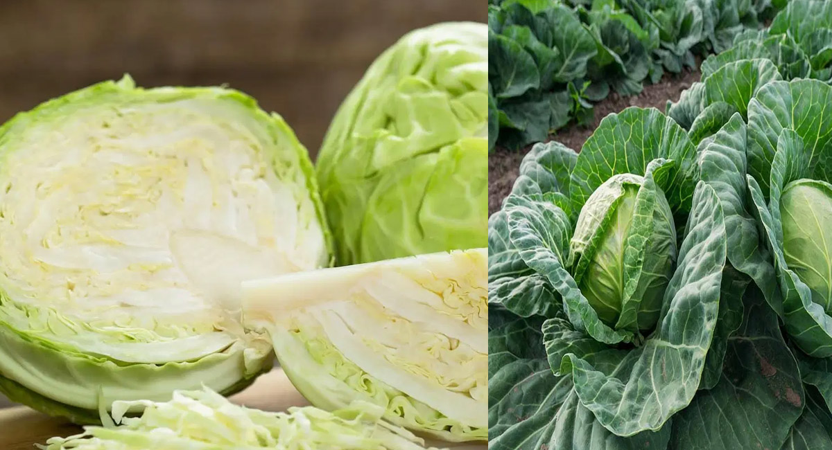 కండరాల నొప్పి నుంచి ఉపశమనం పొందాలంటే వీటిని ఆహారంలో తప్పకుండా తీసుకోవాల్సిందే!