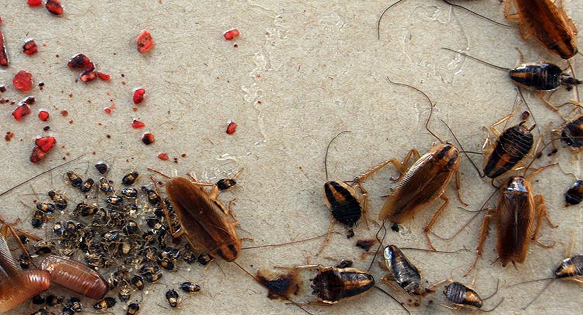 ఇంట్లో బొద్దింకల సమస్యతో ఇబ్బంది పడుతున్నారా…. ఈ సింపుల్ చిట్కాలతో బొద్దింకలకు చెక్ పెట్టండి!