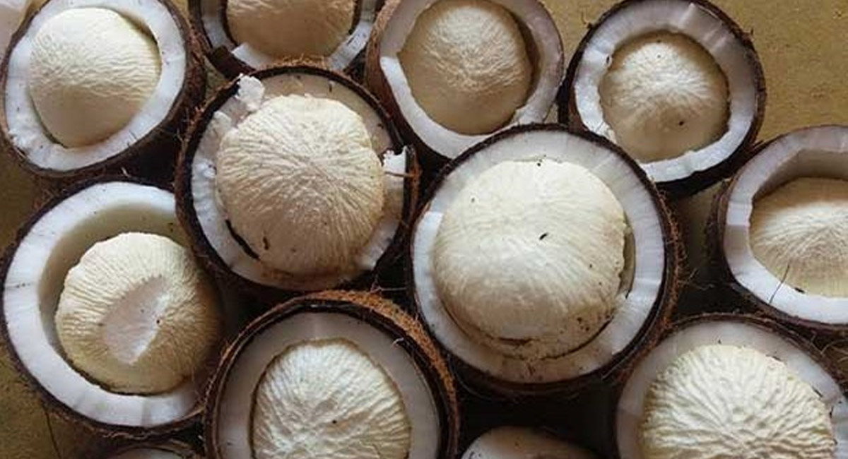 కొబ్బరి పువ్వు ఎక్కువగా తింటున్నారా.. అయితే ఈ విషయాలు కచ్చితంగా తెలుసుకోవాల్సిందే!