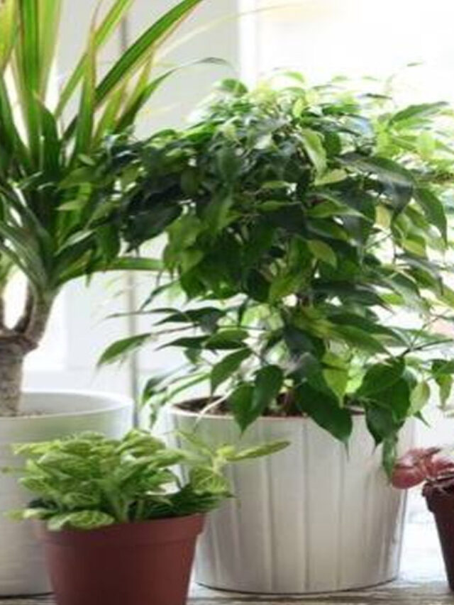 ఇలాంటి మొక్కలు మీ ఇంట్లో పెంచుతున్నారా అయితే మీరు ప్రమాదంలో పడినట్లే?