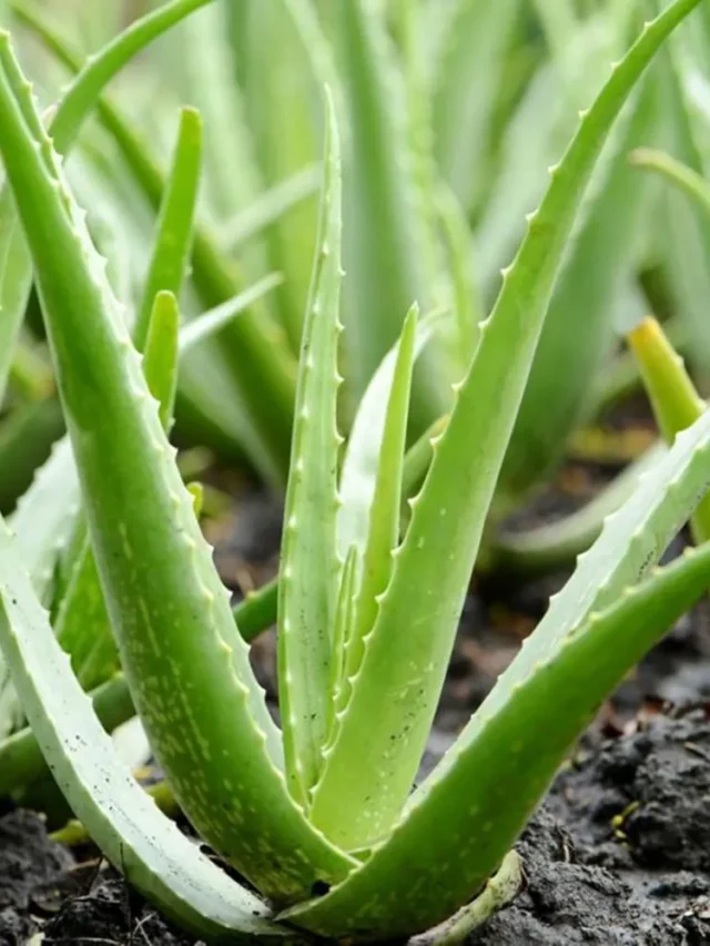 అలోవెరా గుజ్జులో ఉన్న రహస్యం తెలిస్తే ఆశ్చర్య పోవాల్సిందే?