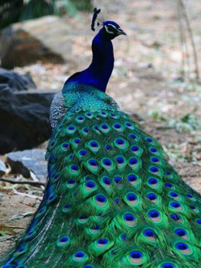 నెమలి పించం ఇంట్లో పెట్టుకోవడం వల్ల కలిగే ఫలితాలు ఏంటో తెలుసా?