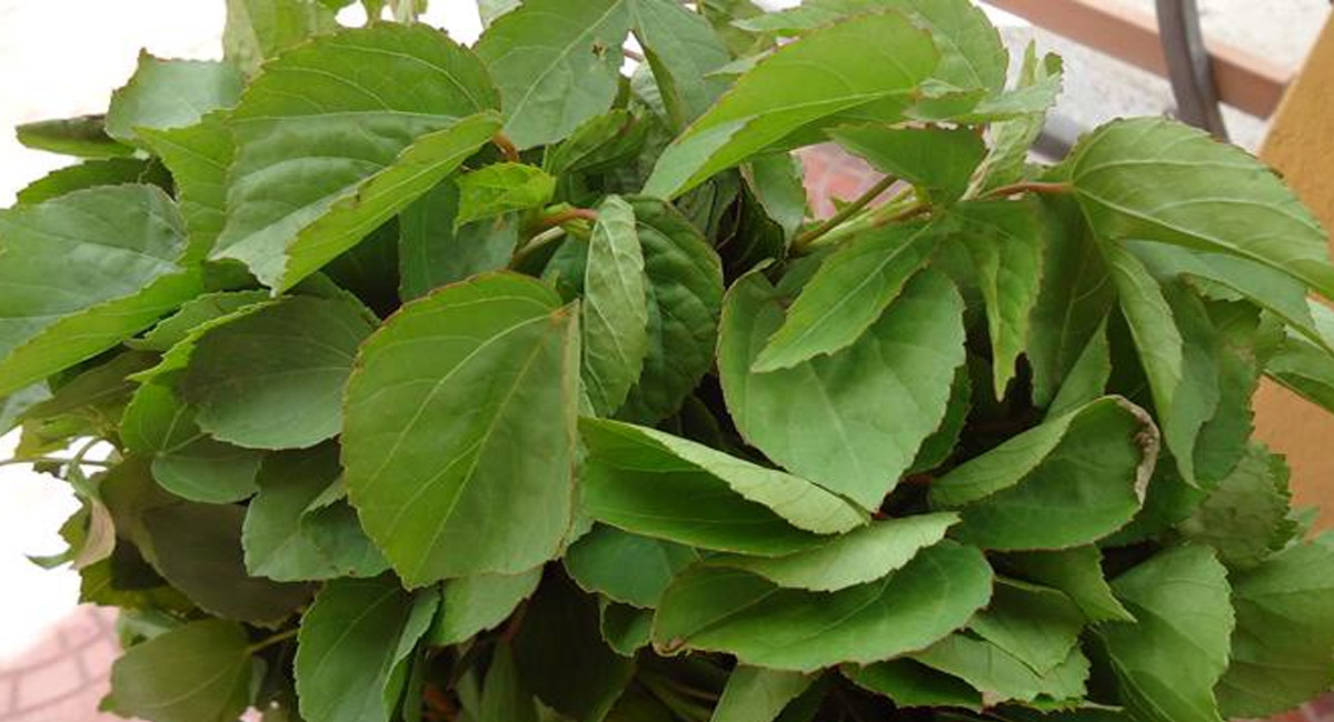 అధిక రక్తపోటు సమస్యతో బాధపడేవారు గోంగూరని తింటే ఎన్ని లాభాలో తెలుసా?