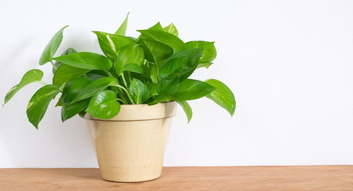 ఆర్థిక సమస్యలు తొలగిపోయి ధనవంతులు కావాలంటే మనీ ప్లాంట్ కి ఈ వస్తువు ముడివేస్తే చాలు..?