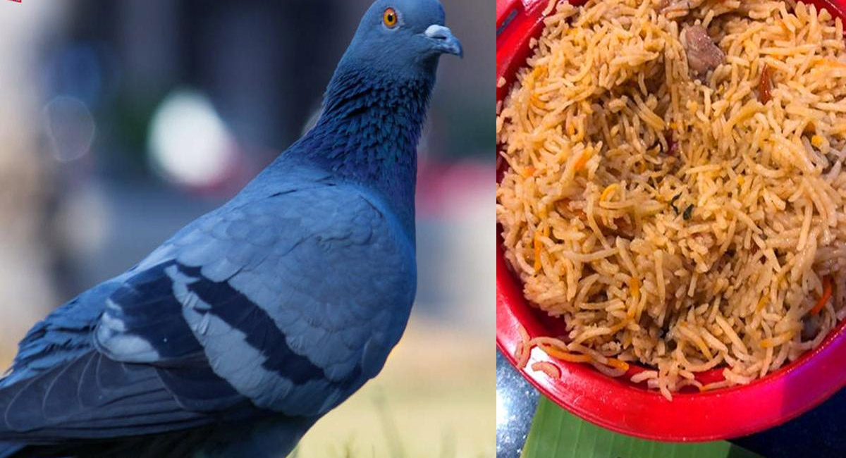 హోటలలో లభ్యమవుతున్న పావురం బిర్యాని.. సీక్రెట్ ఆపరేషన్స్ తో బయటపెట్టిన అధికారులు!