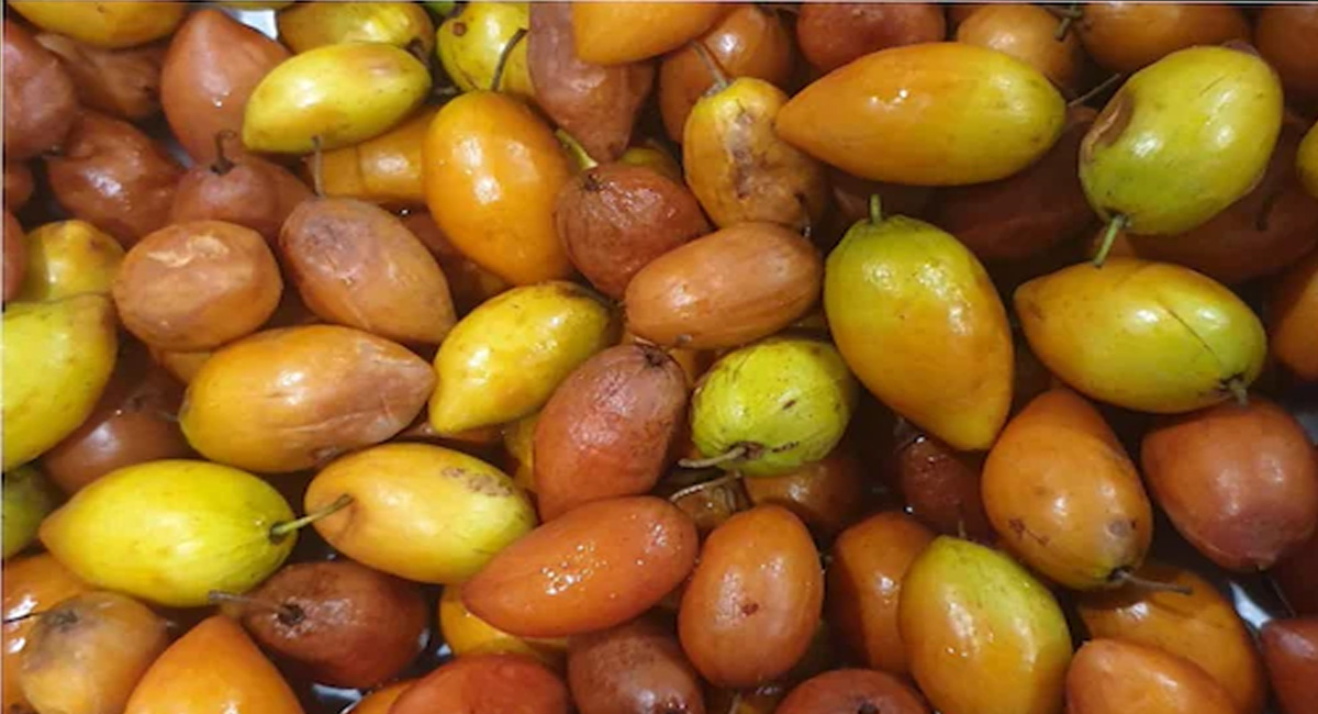 శీతాకాలం సీజన్లో లభించే రేగి పండ్లను తింటే ఈ సమస్యలన్నిటికీ సులువుగా చెక్ పెట్టవచ్చు!