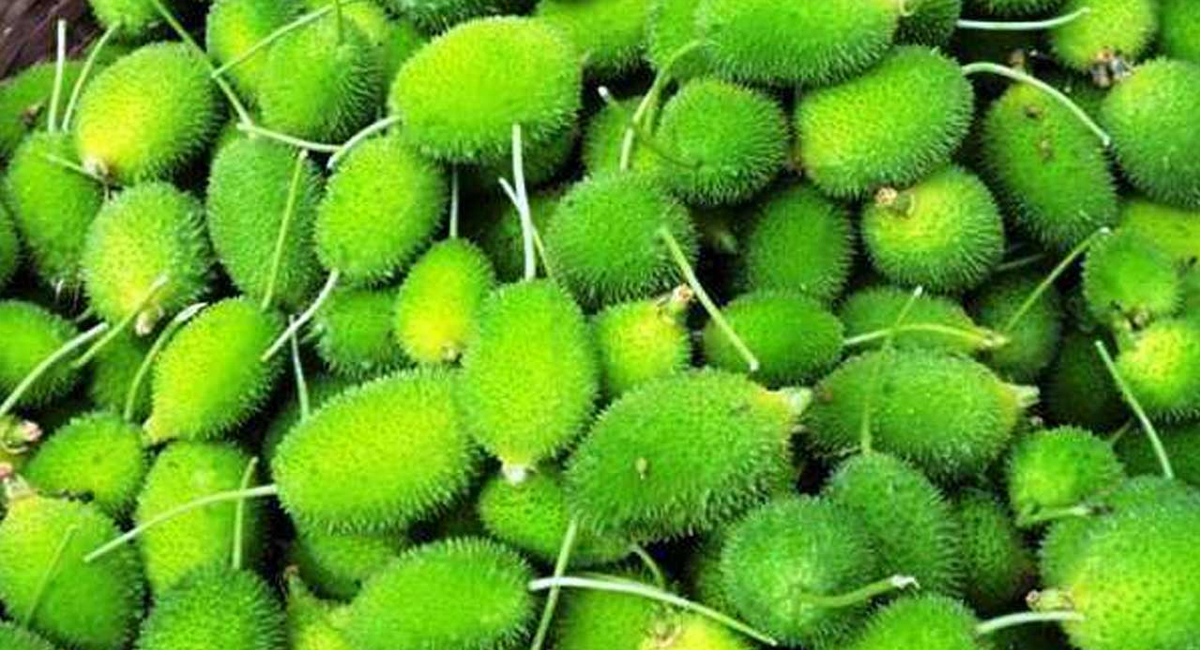 కిడ్నీ ఇన్ఫెక్షన్, డయాబెటిస్ ను తరిమికొట్టే అద్భుత ఔషధమే ఈ బోడ కాకర!