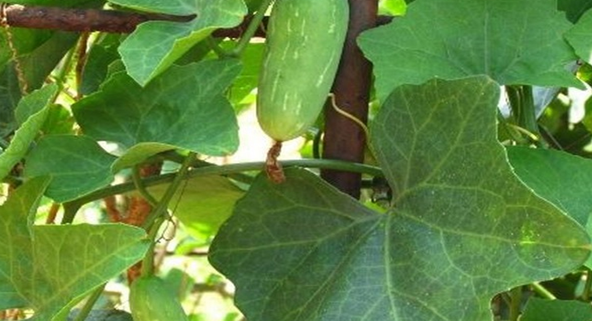 ఈ ఆకుల కషాయాన్ని సేవిస్తే..! డయాబెటిస్, కిడ్నీ ఇన్ఫెక్షన్, డిప్రెషన్ వంటి సమస్యలు అదుపులో ఉంటాయి..