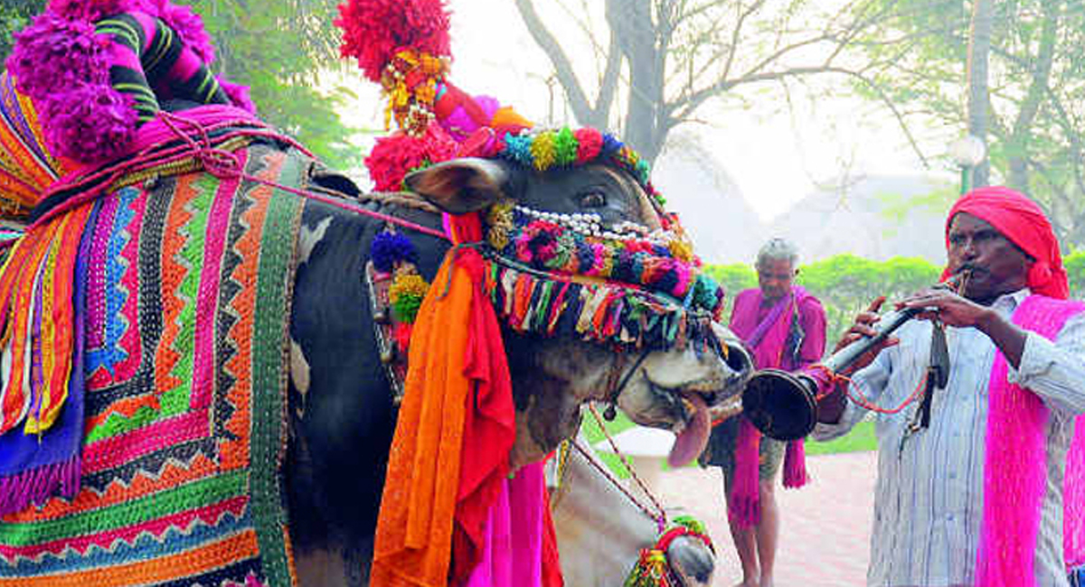 సంక్రాంతి పండుగ రోజున గంగిరెద్దులకు గల ప్రత్యేకత ఏమిటో తెలుసా..?