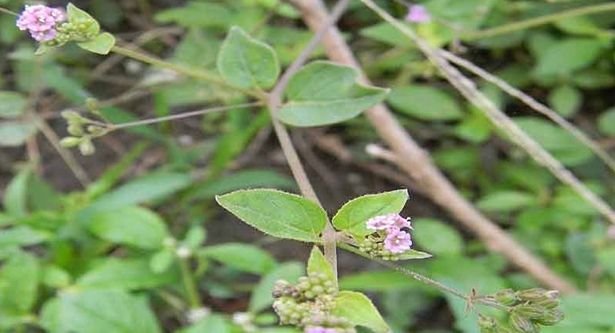 కిడ్నీ వ్యాధులతో కృంగిపోతున్నారా… ఈ ఆయుర్వేద చిట్కాలతో సమస్యకు చెక్ పెట్టండి!