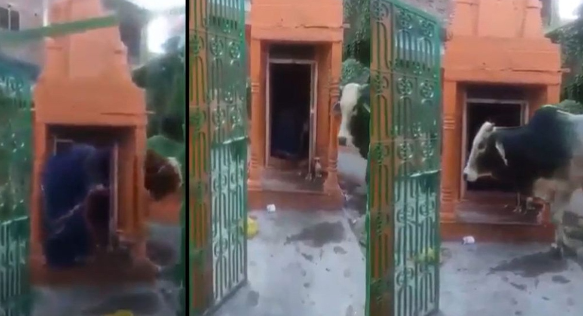 శివాలయం చుట్టూ ప్రతిరోజు 108 ప్రదక్షిణలు చేస్తున్న ఎద్దు… వైరల్ అవుతున్న వీడియో..!