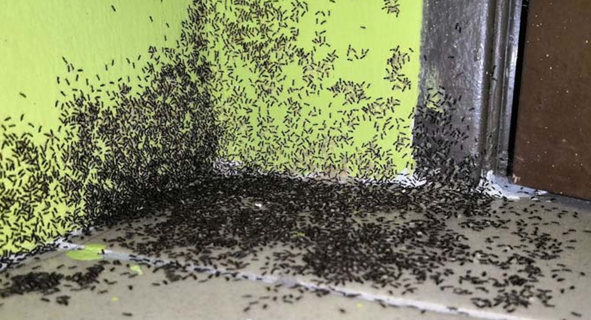 మీకు లక్ష్మీదేవి అనుగ్రహం లభిస్తుందని తెలిపే సంకేతాలు ఇవే..?