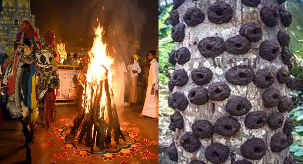 ఆవు పేడతో చేసిన పిడకలు భోగి మంటల్లో ఎందుకు వేస్తారో తెలుసా..?