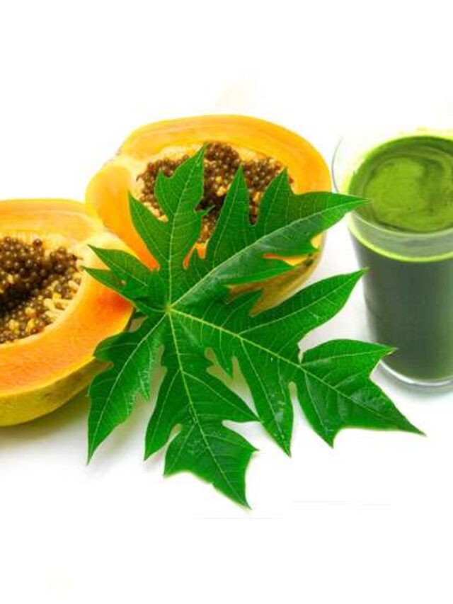 బొప్పాయి ఆకుల్లో ఊహించని ఆరోగ్య ప్రయోజనాలు.. తెలిస్తే ఆశ్చర్య పోవాల్సిందే!