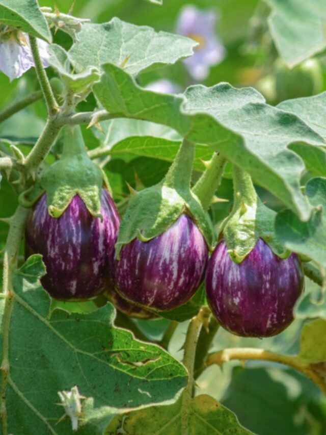 వంకాయ నవ్వాలని దూరం పెడుతున్నారా….ఇందులో ఆరోగ్య ప్రయోజనాలు తెలిస్తే ఆశ్చర్య పోవాల్సిందే!