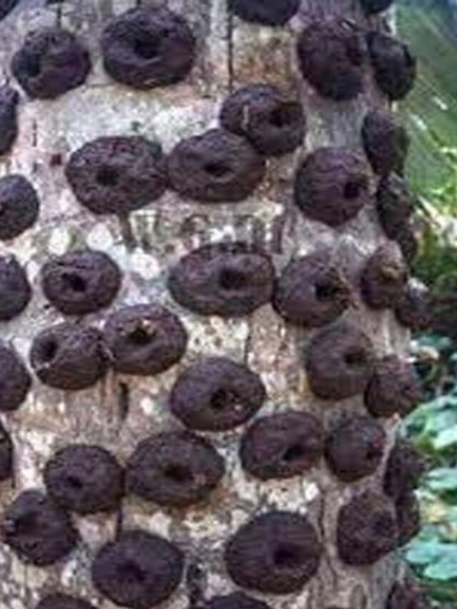 ఆవు పేడతో చేసిన పిడకలు భోగి మంటల్లో ఎందుకు వేస్తారో తెలుసా..?