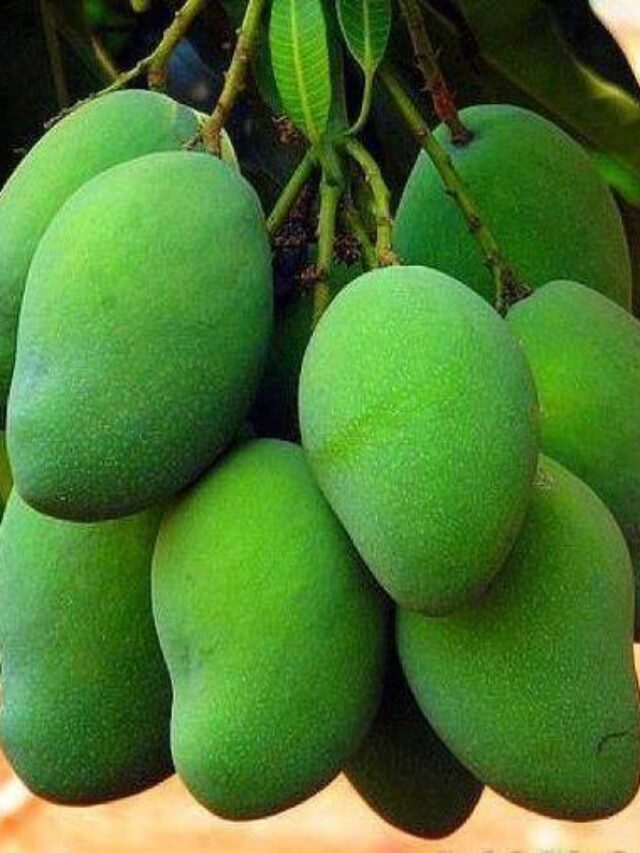 పచ్చి మామిడిలోని ఆరోగ్య ప్రయోజనాలు తెలిస్తే తినకుండా అస్సలు ఉండలేరేమో!