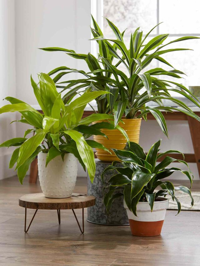 మీ ఇంట్లో ఇలాంటి మొక్కను పెంచుతున్నారా.? ఈ నియమాలు పాటించకుంటే తీవ్ర నష్టం తప్పదట?