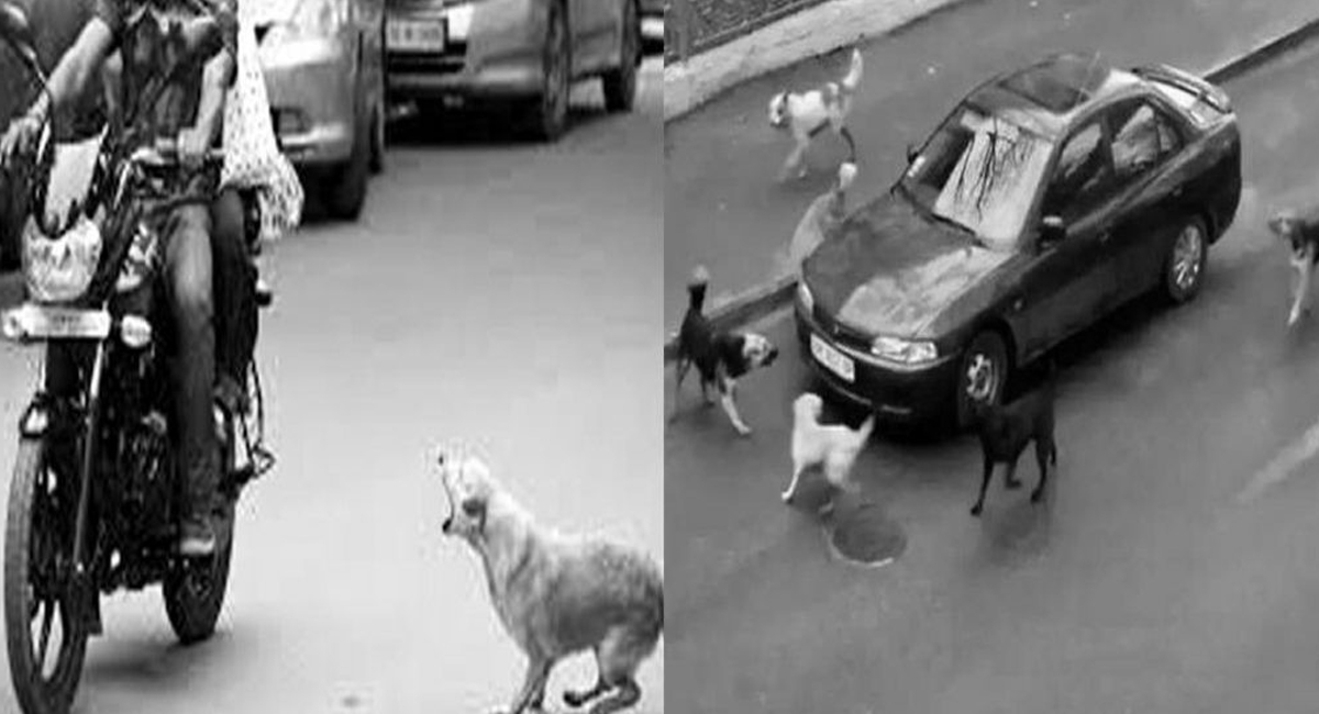 మీరు కారు లేదా బైక్ లో ప్రయాణిస్తున్నప్పుడు కుక్కలు మీ వెంట పడుతున్నాయా… ఇదే కారణం కావచ్చు!