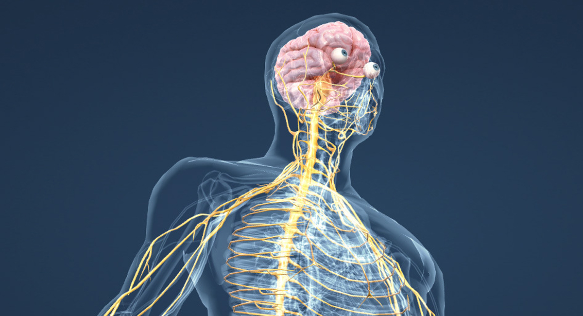 నాడీ వ్యవస్థ లోపాలను సవరించే సూపర్ ఫుడ్ ఇదే… ఈ ఫడ్ తింటే చాలు సమస్యలకు చెక్ పెట్టవచ్చు!