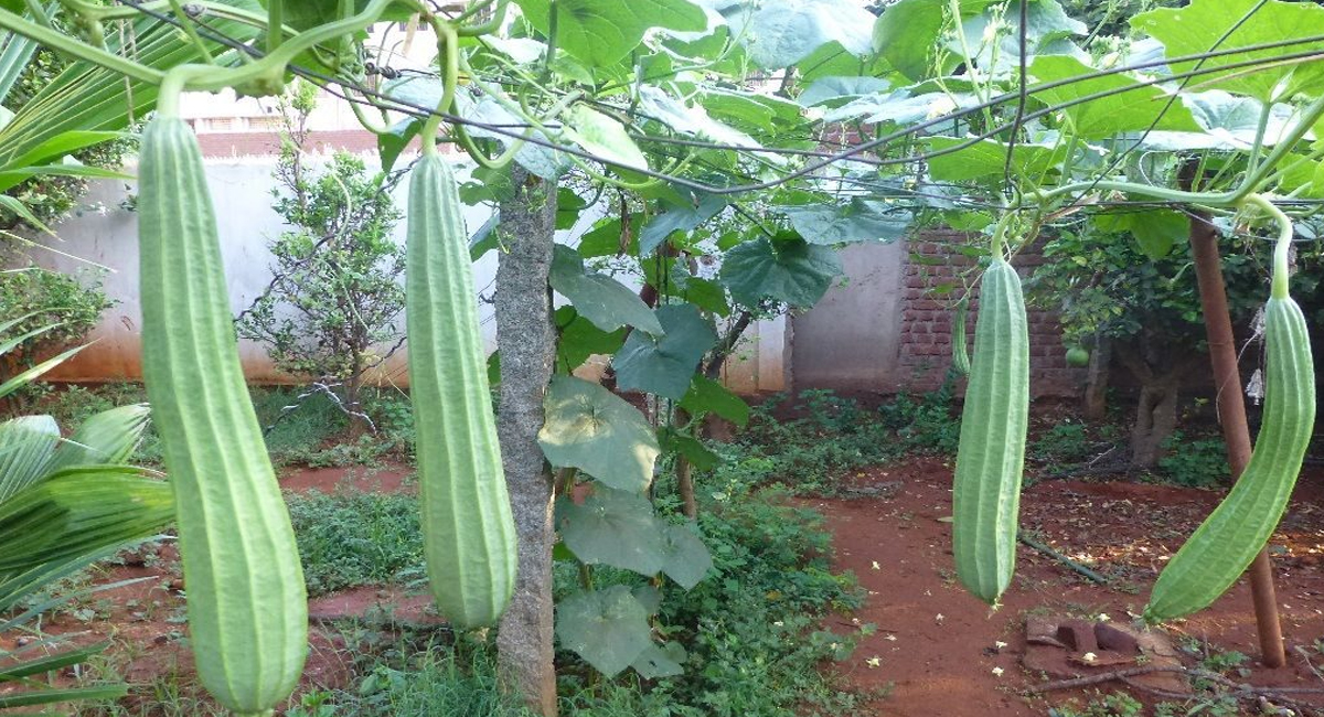 జ్ఞాపక శక్తిని పెంపొందించే బీరకాయ… ఎలాగో తెలిస్తే ఆశ్చర్యపోతారు!