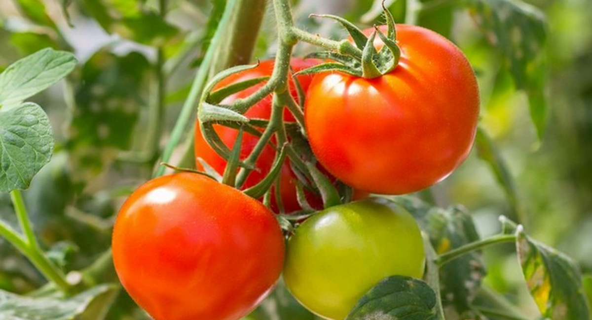 టమాటాలు ఎక్కువగా తినేవాళ్లకు షాకింగ్ న్యూస్.. అలాంటి ప్రమాదకర సమస్యలు వస్తాయా?