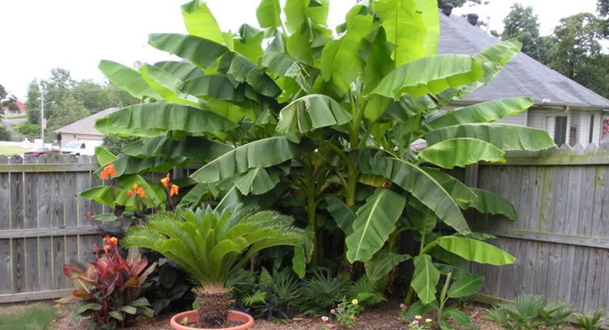 గురు గ్రహ దోషంతో బాధ పడుతున్నారా… ఈ మొక్క ఇంటి ఆవరణంలో ఉండాల్సిందే!